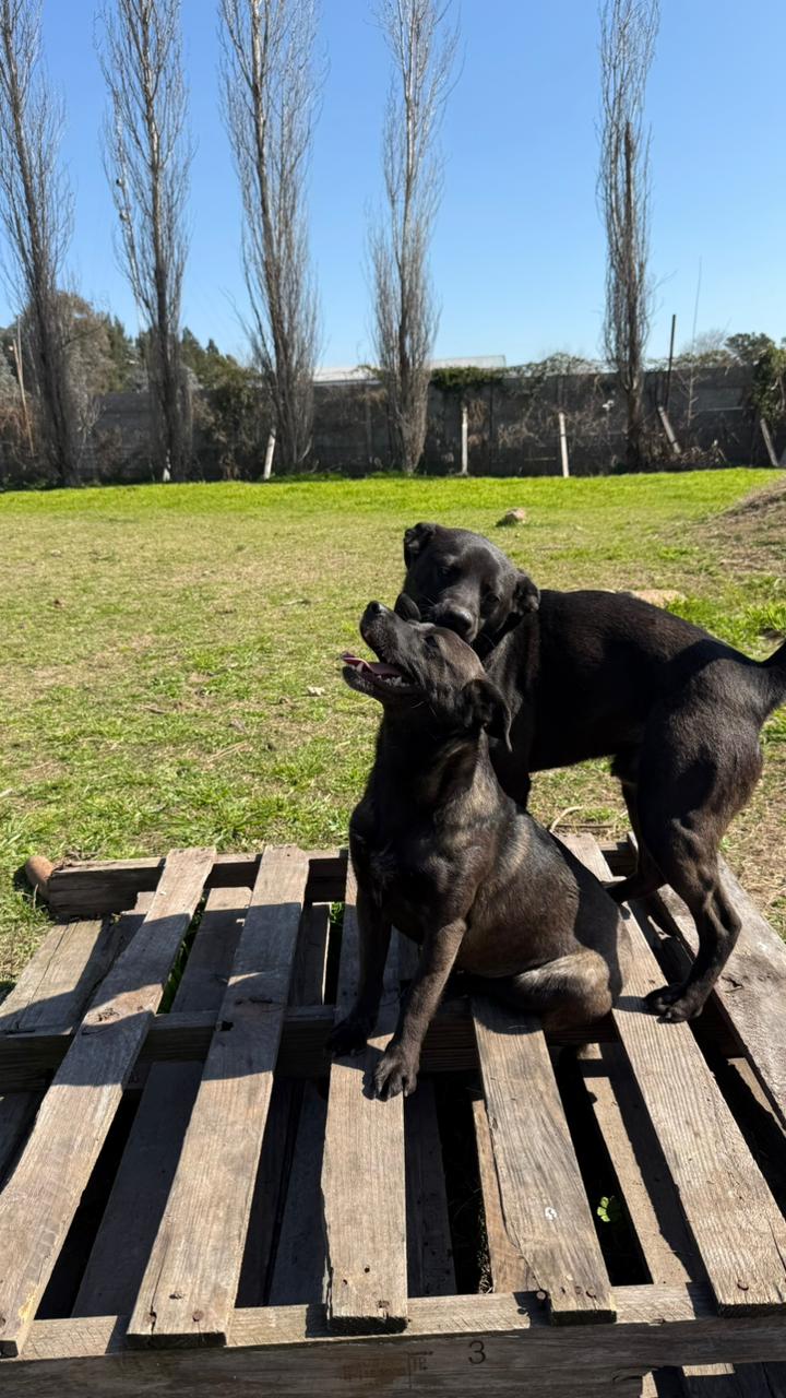 Frida y Apollo
