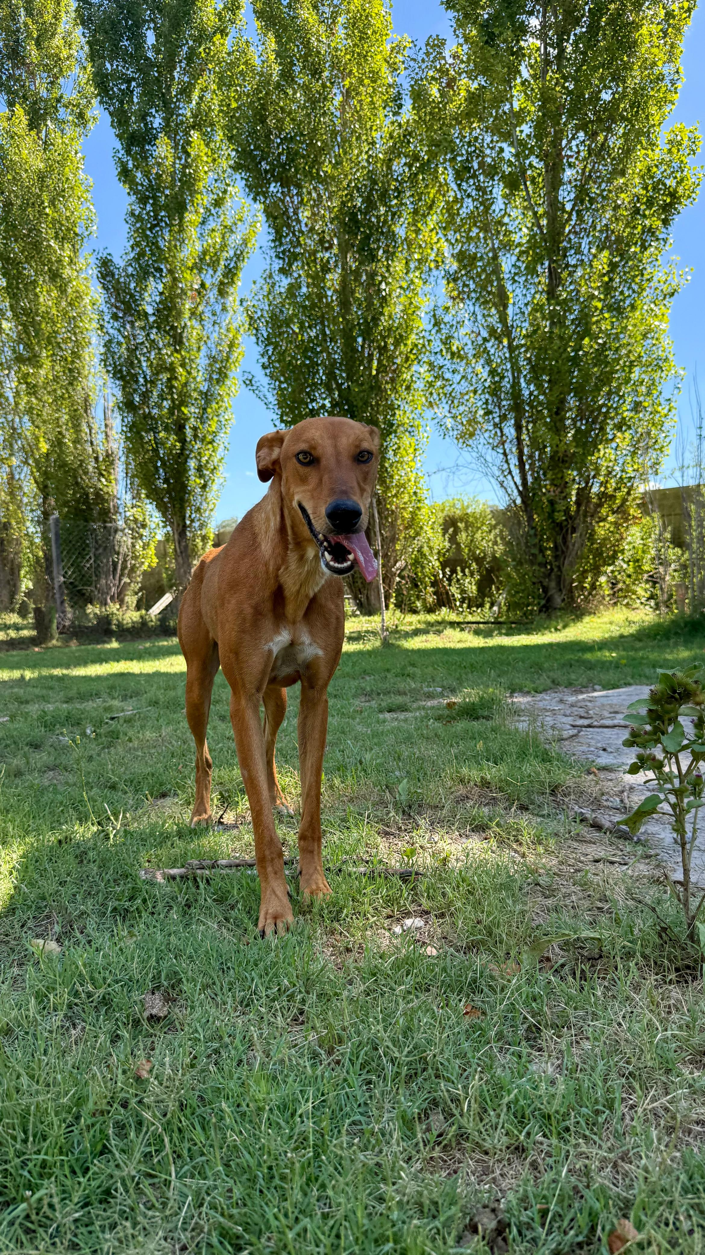 Filomena
