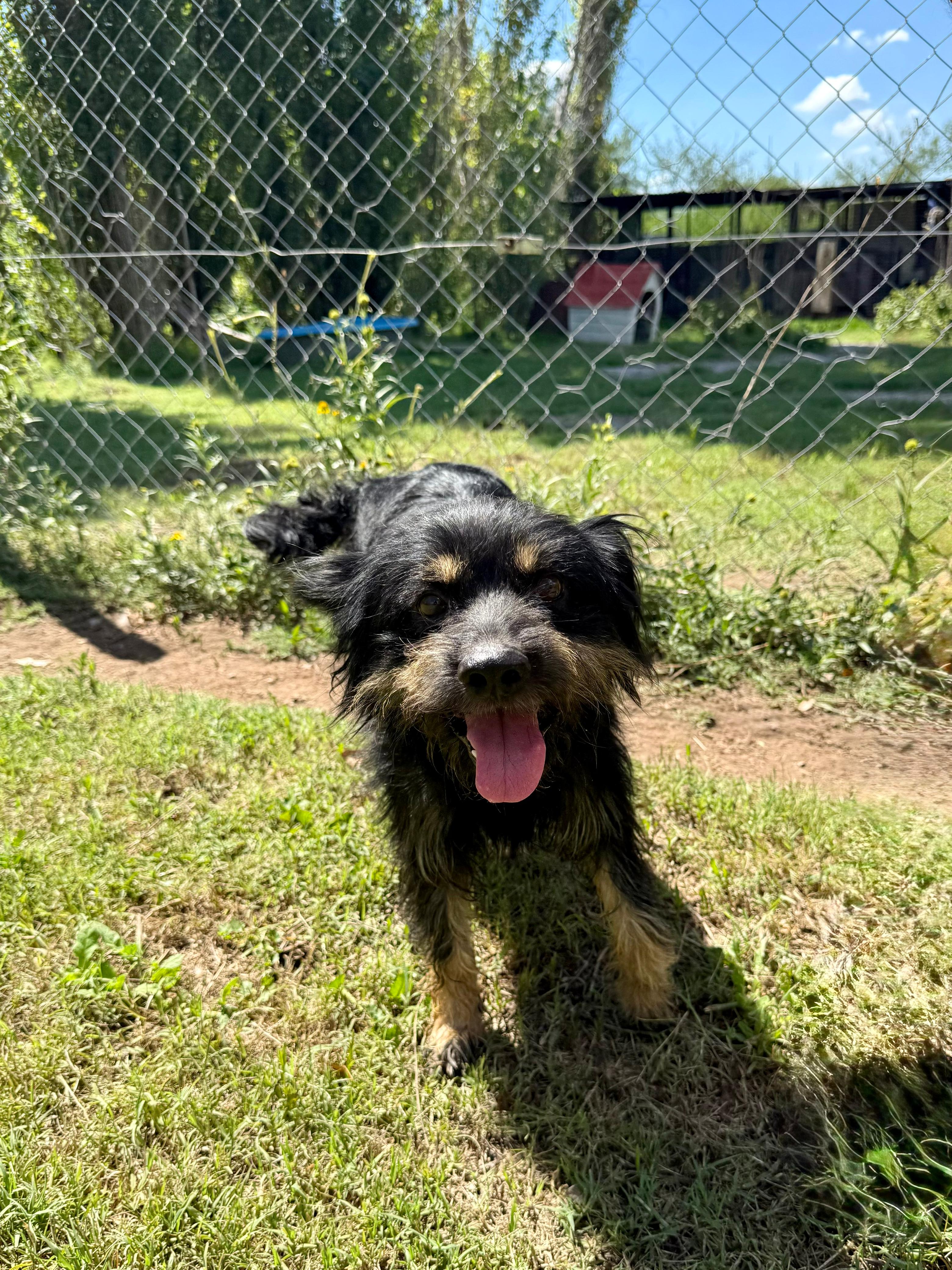 Oso